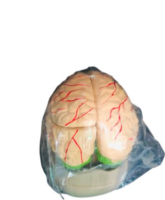 Brain Model premium quality | Medical use labortory essential Brain Model |
