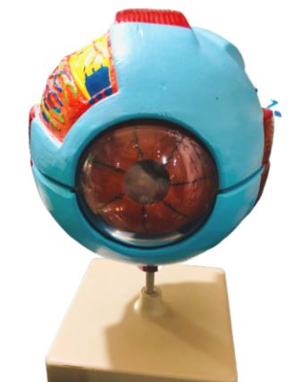 Human Eye Model | Lab Essentials | Premium Quality | Laboratory Items